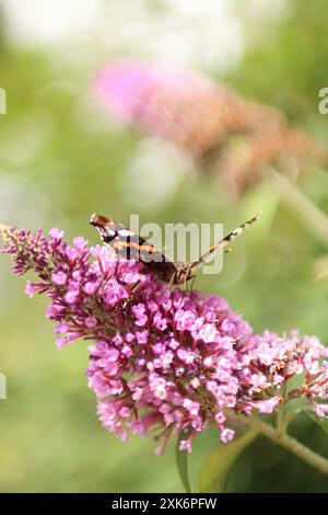 Portrait of beautiful butterfly on a plant. it is taken in summer Stock Photo