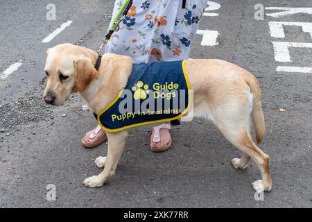 Guide dog puppy in training, a golden labrador puppy, Guide Dogs for the Blind charity Stock Photo