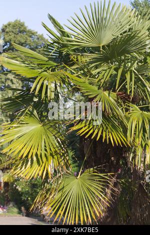 Chinese windmill palm, Trachycarpus fortunei, is a hardy evergreen palm tree belonging to the plant family Arecaceae. Stock Photo