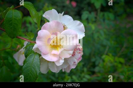 beautiful pink blossom of a rose in summer, close up Stock Photo