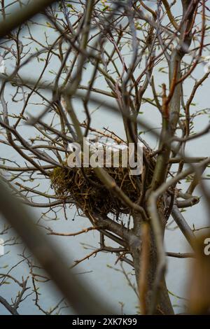 Small abandoned birds nest in a hedge Stock Photo