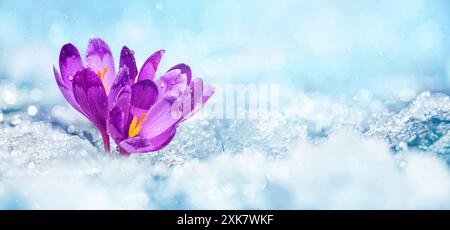 Crocuses - blooming purple flowers making their way from under the snow in early spring, closeup with space for text Stock Photo