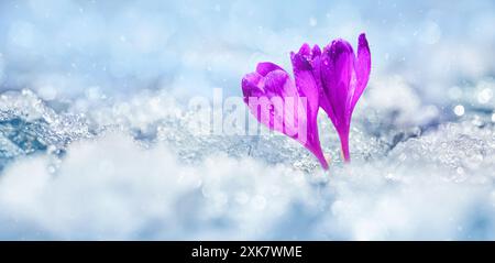 Crocuses - blooming purple flowers making their way from under the snow in early spring, closeup with space for text Stock Photo