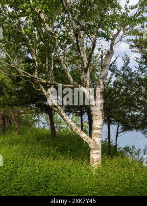 At Robert G. Wehle State Park in New York, a majestic birch tree with sprawling branches stands gracefully by the water, its roots embedded in lush gr Stock Photo