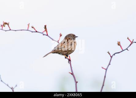 A Dunnock (Prunella modularis); also known as a hedge sparrow; perches on a thin branch with a few red buds. The bird is looking to its right and is p Stock Photo