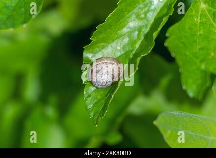 A small garden snail; Cornu aspersum; sits on a green leaf in England. The snail is retracted into its shell; resting in the midday sun. The leaf is s Stock Photo