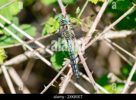 A Hairy Dragonfly; Brachytron pratense; rests on a branch in a thicket of foliage; its wings spread and its blue eyes gleaming in the sunlight. The dr Stock Photo