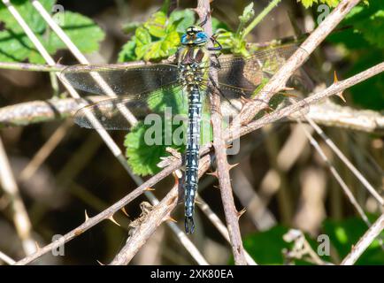 A Hairy Dragonfly; also known as a Brachytron pratense; rests on a thorny branch in England. Its wings are folded back; and it is facing the camera. T Stock Photo