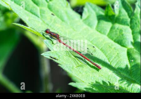A large Red Damselfly; Pyrrhosoma nymphula; rests on a green leaf in England. The damselfly's bright red body and translucent wings are visible agains Stock Photo