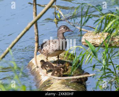 A Mandarin Duck (Aix galericulata) stands on a log in a body of water in England; with several ducklings gathered around her. The ducklings are brown Stock Photo