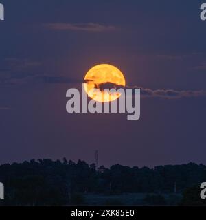 Bramshaw, Hampshire, England, UK, 21st July, 2024. Full buck moon rises over New Forest treetops. Stock Photo