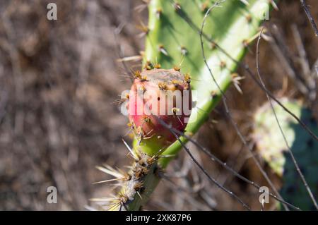 spiky green desert cactus with bloom Stock Photo