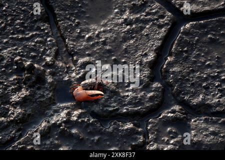 crab on muddy at mangrove forest in Thailand Stock Photo