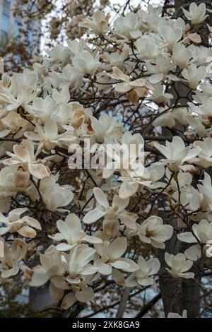 White magnolia tree in late stages of bloom, early spring, Otaru, Hokkaido, Japan Stock Photo