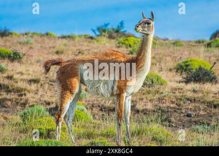 Vicuna at Torres del Paine Stock Photo