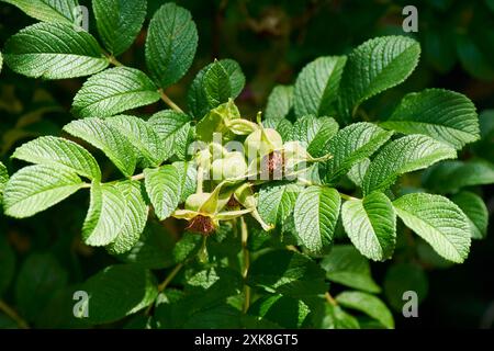 Immature rose hips developing on the vine Stock Photo