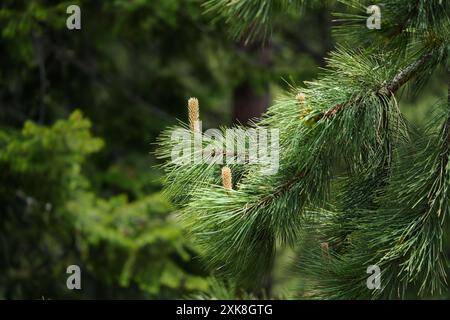 Lodgepole Pine - spring shoots Stock Photo