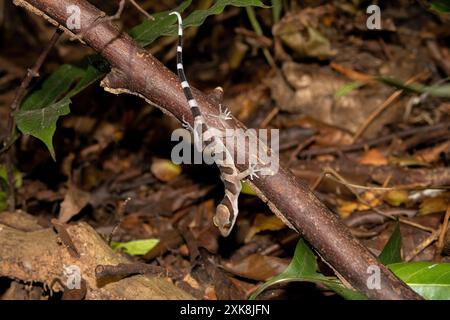 Intermediate bent-toed gecko (Cyrtodactylus intermedius) Stock Photo