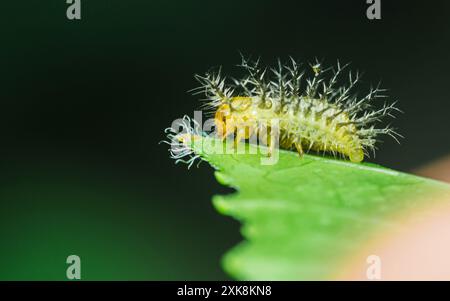 Close up of a Yellow mexican Beetle ladybug caterpillar, Epilachna varivestis on a green leaf. Stock Photo