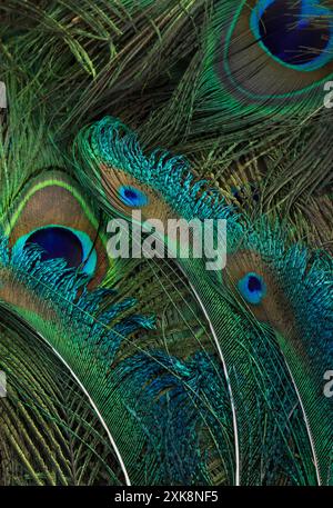 Peacock feather closeup. Feather background. Stock Photo