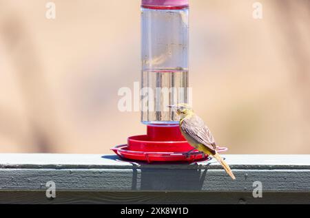 Hooded Oriole Female at Hummingbird Feeder Stock Photo