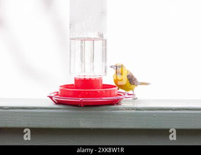 Hooded Oriole Female at Hummingbird Feeder Stock Photo