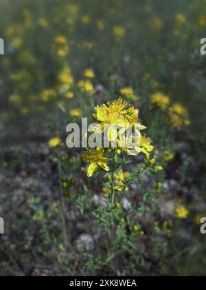 Hypericum perforatum, also known as hypericum, hypericon Stock Photo ...
