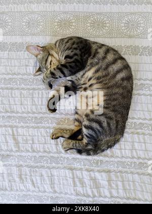 Cat sleeping on its owners' bed covering its face with its paw.  He takes vertical shot with natural light. Stock Photo
