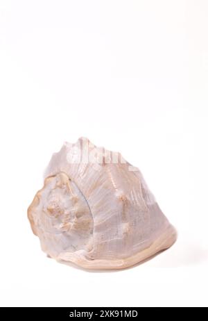 Seashells isolated on white background. Stock Photo