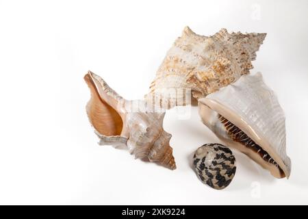 Seashells isolated on white background. Stock Photo