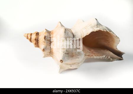 Seashell isolated on white background. Stock Photo