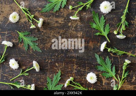 Round frame of white chrysanthemums and green leaves Stock Photo