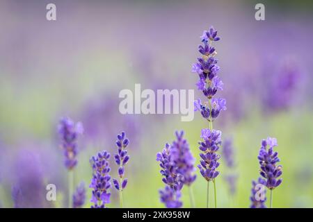 Close up od Lavandula angustifolia Hidcote Blue. Lavandula (lavender) ornamental plant in cottage gerden with dark blue and violet flowers. Wallpaper. Stock Photo