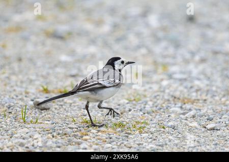 A White Wagtail walking on the ground, cloudy day in springtime Stock Photo