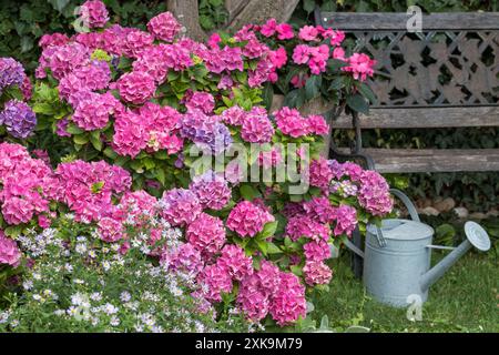 pink hydrangea macrophylla Endless Summer in the summer garden Stock Photo