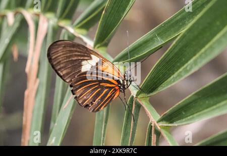 Heliconius erato, red postman, small postman, the red passion flower butterfly, or the crimson-patched longwing at Papilonia's 150 m² butterfly house Stock Photo