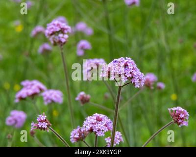 Verbena bonariensis purple flowers with decorative stems. Purpletop vervain ornamental flowering plant. Tall verbena pollinator-host fragrant inflores Stock Photo