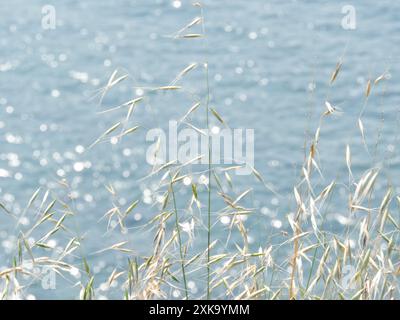 Sparkling summer vibe aesthetic background. Dry herbs and blue defocused glittering sea. Shimmering blurred water bokeh. Stock Photo