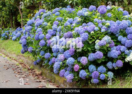 Hydrangea shrub with light blue flowers. Hydrangea garden hedge. Hortensia colorful flower heads. French hydrangea blooming plants. Stock Photo