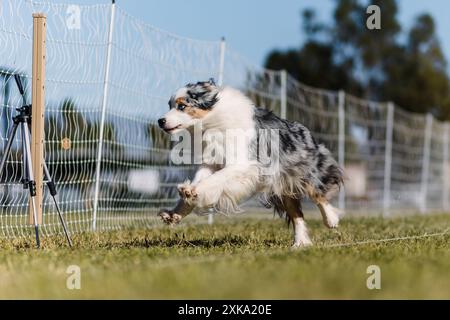 Blue Merle Australian Shepherd Aussie dog running lure course sport Stock Photo