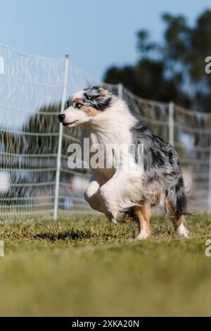 Blue Merle Australian Shepherd Aussie dog running lure course sport Stock Photo