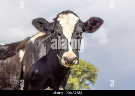 Young cow black and white looking at the camera, portrait in medium shot Stock Photo