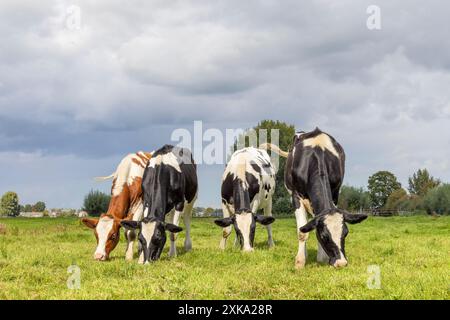 Four cows grazing in a field, happy and joyful and a blue sky, heifer eating in a row next to each other in a green meadow Stock Photo