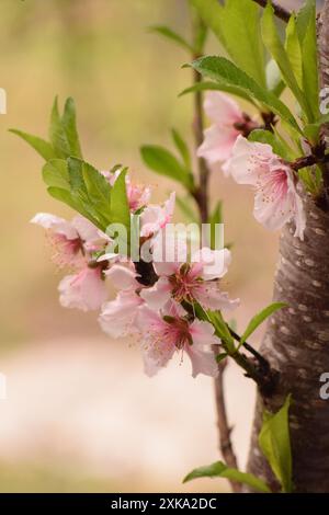 Peach tree with beautiful pink soft flowers Stock Photo