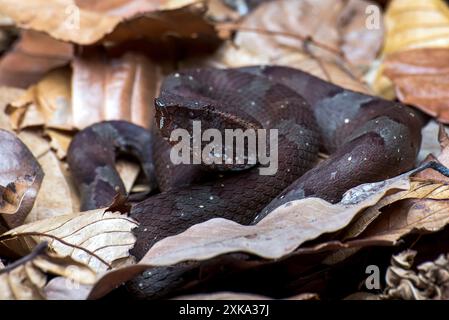 Flat nose pit viper hiding inside  bush Stock Photo