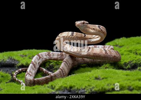 Dog-toothed Cat Snake in attack position Stock Photo