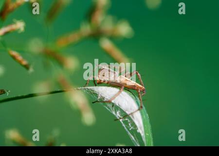Close-up view of spider on leaf in forest Stock Photo