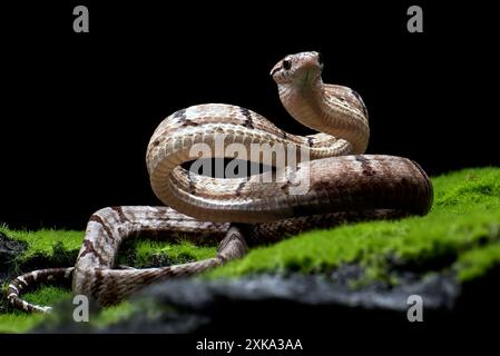 Dog-toothed Cat Snake in attack position Stock Photo