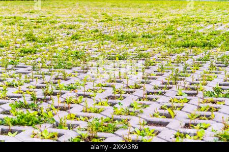 Green grass growing through the cobble stones, outdoor garden flooring background photo texture. Grass grows through paving slabs. Pattern from the fl Stock Photo