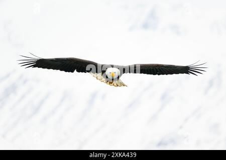 Bald Eagle Flying toward camera with snow covered mountains Stock Photo